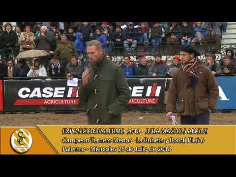 25-07-18 Campeonato Ternero Menor - Jura Macho Angus - Palermo
