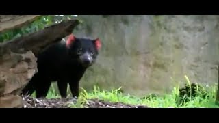 preview picture of video 'Healesville Sanctuary Animals'