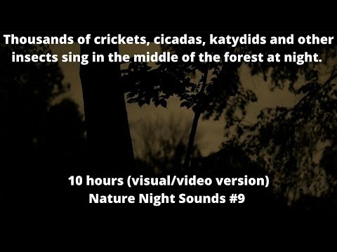 Thousands of crickets cicadas katydids (dark forest visual) cricket sounds sleep sounds white noise