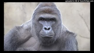 Pokemon Go Song - by Misha (Reversed)