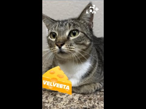 Perfect Pet: Meet Harper and Velveeta! - YouTube