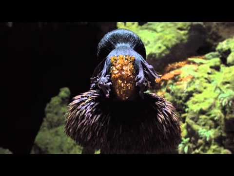 New Channel 4 Brand Identity | Idents