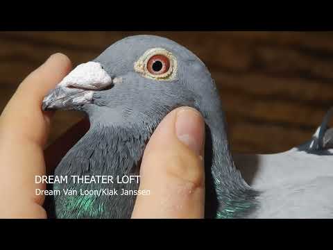 DREAM Van Loon/Klak Janssen "677" - 2018