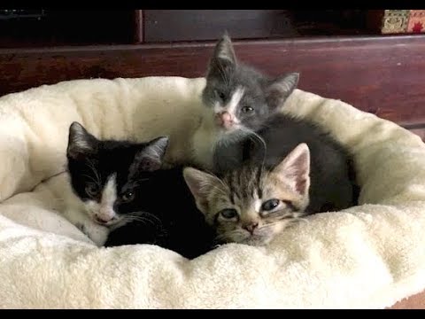 Kittens Need Lots Of Attention All The Time - #55 - Count the 
