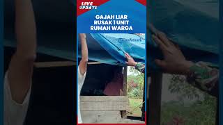 Gajah Liar Ngamuk Obrak-abrik Rumah Warga di Bener Meriah, Sempat Diusir tapi Tak Kunjung Pergi