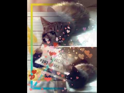 SCRUMPY& CID - CATS - With ♡ 4 my Beautiful Boyz