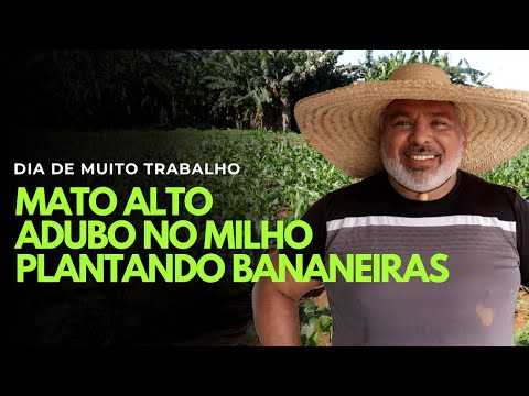 Clearing the weeds, fertilizing the corn, and planting banana trees on the farm!