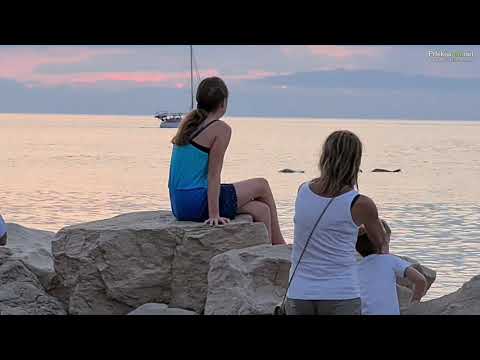 Jadrnica Black Pearl in jata delfinov pred Piranom