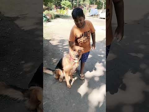 My little Brother with Silky #germanshepherd #pet #petlove #chaibasa #jharkhand