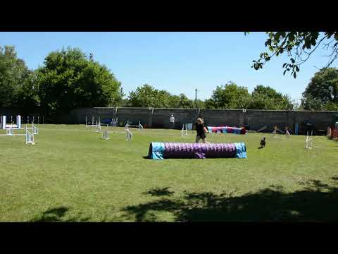 Töi A1 Jumping futam I. Dunakanyar Agility kupa 20200801