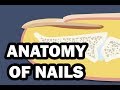 INTEGUMENTARY SYSTEM: YOUR NAILS
