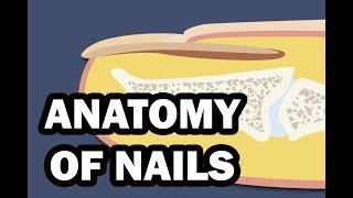 Integumentary System: your nails