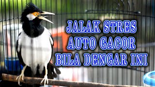 Download lagu đź”´ JALAK SUREN GACOR PANCINGAN JALAK YANG STRES mp3 Download lagu đź”´ JALAK SUREN GACOR PANCINGAN JALAK YANG STRES mp3