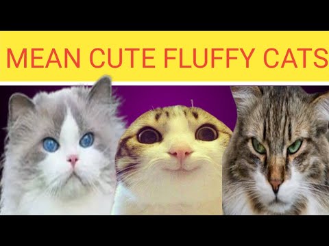 Cuddly Fluffy Cutest Cats, Oh i Love Cats...Do You...!!