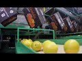 Orange Juice Brands No Longer Making Juice From 100 Florida Grown Oranges