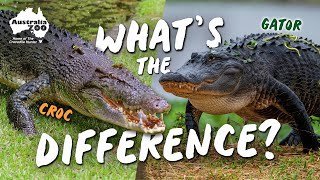 Crocs & Gators | Comparing Our Modern Dinosaurs