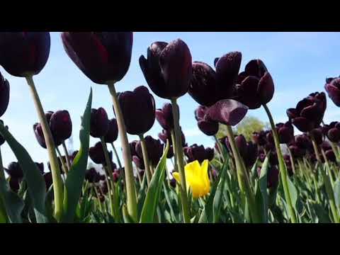 Natal Pluto in 11th House of Friendships & Groups: Outcast or Charismatic Leader?