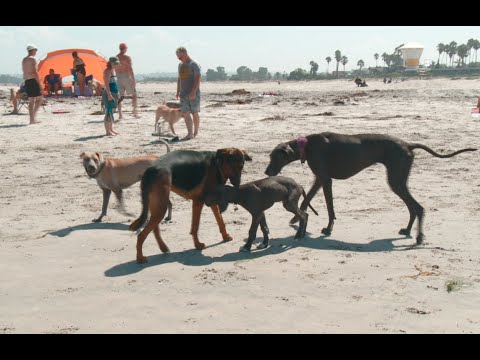 DOG BEACH - A Praia dos Cachorros na Califórnia
