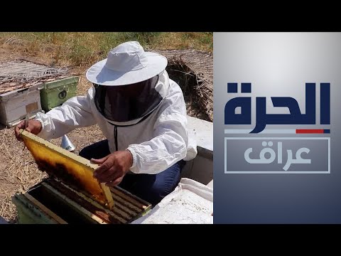 شاهد بالفيديو.. قصة النحال يحيى علوان