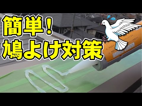バルコニーからハトを追い払う方法: ハトを遠ざけ、被害を避けるための 3 つの優れた方法  庭園