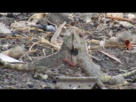 Lizard vs Lizard Real Fight Snake | Mongoose | Lion | Lizard | Squirrel Attack Compilation.