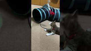 猫じゃらし。#shorts
