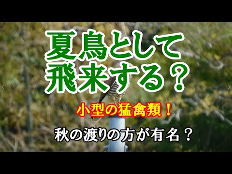 サシバについて詳しく解説
