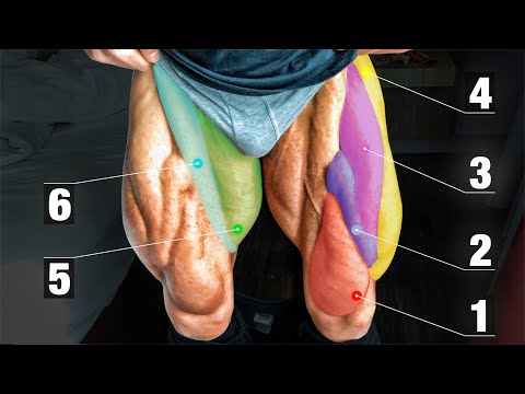 The 5 BEST leg exercises YOU need to do! | Leg Training