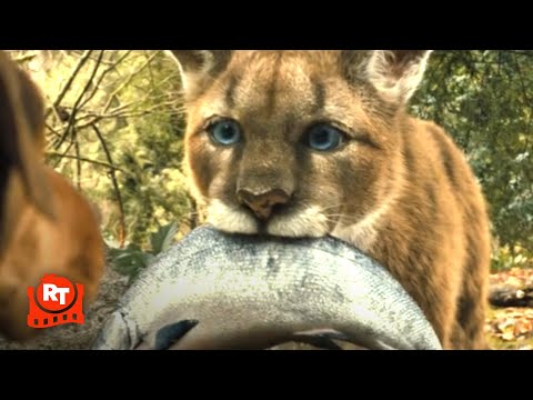 A Dog's Way Home - Big Kitten Scene