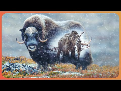 Could This Animal Help Bring Back The Mammoth? (Wildlife Documentary) | Natural Kingdom | Real Wild