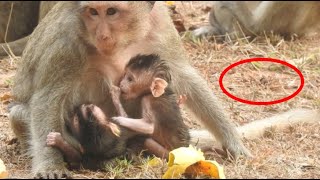 Monkey Female Just Born Baby monkey and Aborted a child away