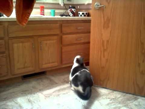 Fat cat Pooky trying to jump for food