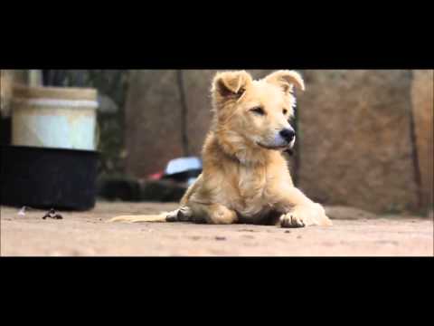 Precious Paws foundation