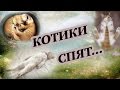 Котики спят... Спящие коты. Колыбельная. 