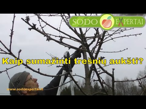 Kaip sumažinti trešnių aukštį?