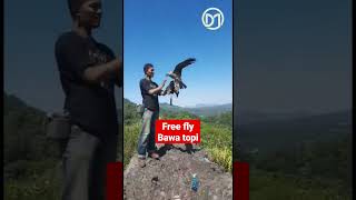 Download lagu elang BK #bird #elang #soaring #blackkite #denimadde #freefly #wbse mp3 Download lagu elang BK #bird #elang #soaring #blackkite #denimadde #freefly #wbse mp3