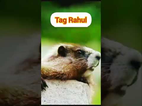 Rahul a Rahul Rahul reee || Tag Rahul😁#shotrs #shortfeed #kuddus