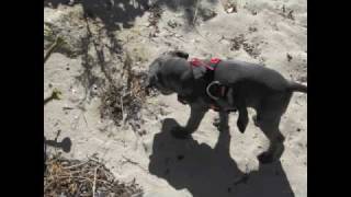 preview picture of video 'Witzend Farm- Kora the blue Staffy pup on her first trip to the beach.'