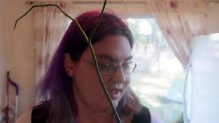 plant update all about Christmas and poinsettia