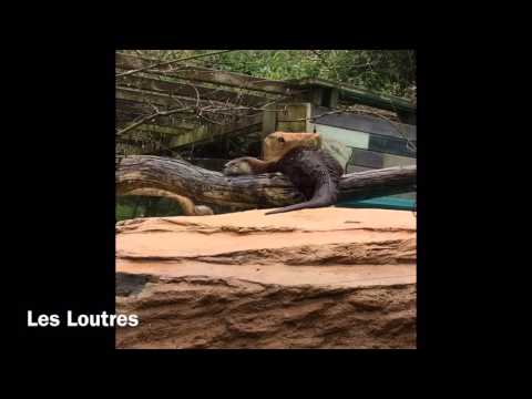 Les loutres du Zoo de la Flèche