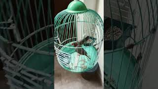 Download lagu Suara burung pipit #burungpipit #suaraburung #trending mp3 Download lagu Suara burung pipit #burungpipit #suaraburung #trending mp3