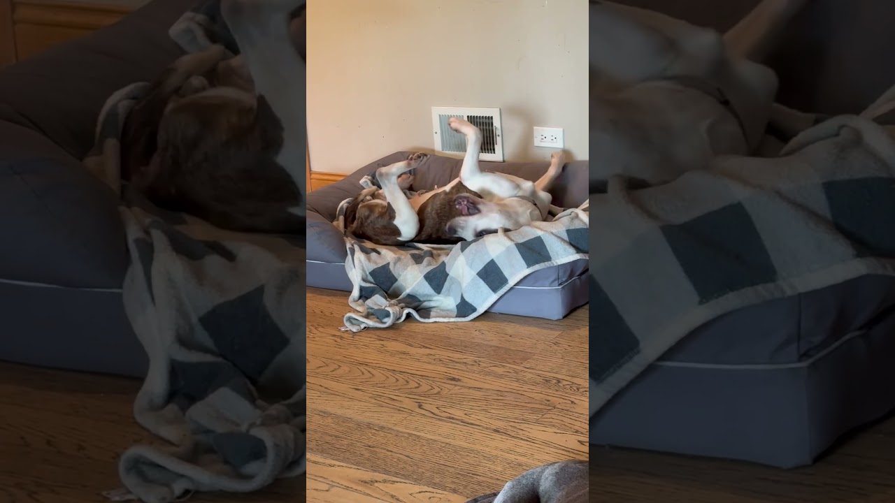 Enlarge Princess, a Adoptable mixed breed in Northbrook, IL video 6/6
