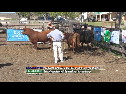 Angus - 5ta Prueba Pastoril del Litoral - Martin Sieber