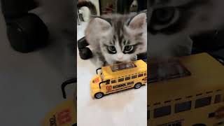 Download lagu #cat ๐๐ป๐#shorts mp3 Download lagu #cat ๐๐ป๐#shorts mp3
