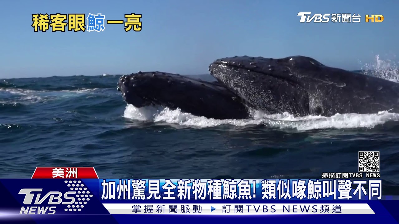 加州驚見全新物種鯨魚　紐約河域游來座頭鯨