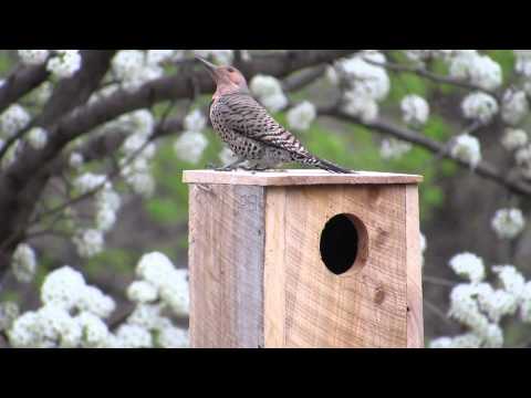 Female Northern Flicker Calling & Drumming at Nest Box 2014