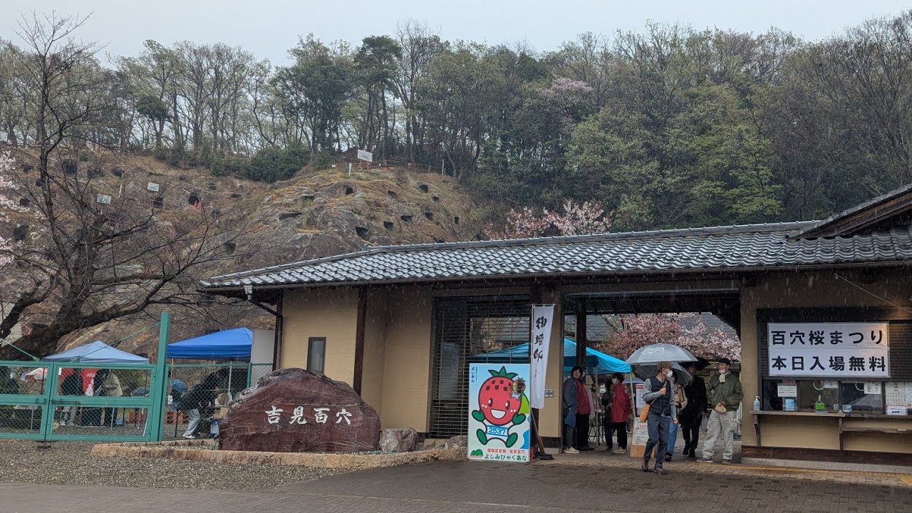 吉見百穴桜まつり‼️行ってみた‼️埼玉県有名観光名所‼️2026年4月4日‼️