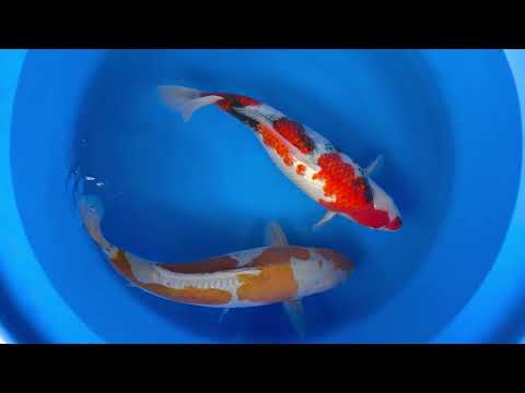 JKS Online Auction: 22nd JKS-AC 22-12 - 2Y Doitsu ochiba+ginrin showa 50-54 cm Female