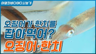 한치가 잡히면 달려들어 뜯어먹는 게 오징어 #오징어 한치 모든 것 #낚시법 #요리법 #강원도 오징어 제주 한…
