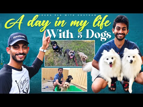 A Day in my life with 5 dogs | Dog Sitter life in Australia
